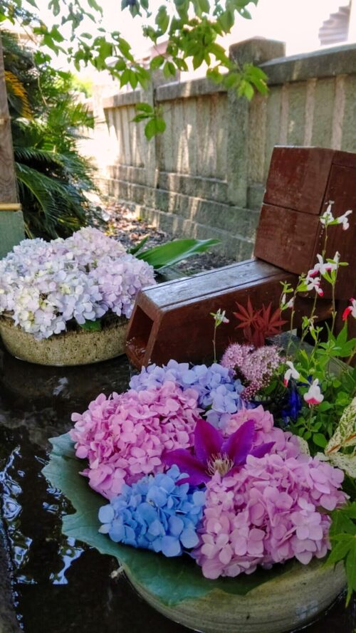 21年最新版 徳島 香川にある あじさい寺 あじさい神社 紫陽花の名所まとめ