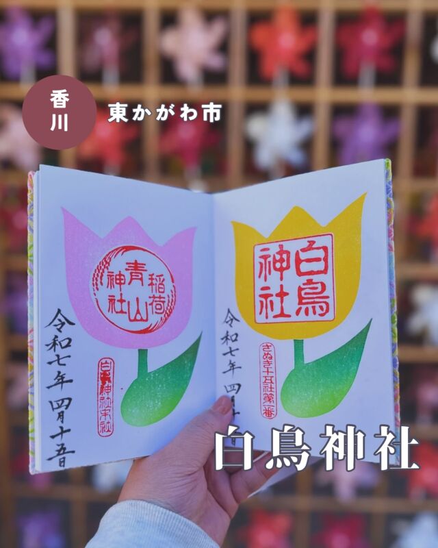 【香川県東かがわ市松原】白鳥神社の御朱印
📷️2025/04/15
白鳥神社で春祭りの特別御朱印をいただきました🙋‍♀️
チューリップが春らしいデザインで、花の色はピンク、黄色、水色の3色から選べます🌷
📅春祭りの日特別御朱印:5月18日まで
白鳥神社の春祭りは5月4日〜6日の日程で、だんじり子供歌舞伎などの奉納もあります
▶︎pic5は2月・3月に頒布されていた猫の御朱印🐈
おててや肉球の色を組み合わせてうちのこっぽいオリジナル御朱印を作れる「うちのこ御朱印」、2月にも投稿しましたがこれまでの1100件の投稿で圧倒的ないいね数、保存数、閲覧数を叩き出してびっくりしました😂
3月に参拝したときに別の子バージョンも作って、みゃーまるのかわいいいちごの御朱印もいただきました🍓
▶︎桜の風ぐるまに合わせて桜の花びらのおみくじも頒布されています🌸
︎⬜︎⬜︎⬜︎⬜︎⬜︎⬜︎⬜︎⬜︎⬜︎⬜︎
📍白鳥神社
〒769-2702
香川県東かがわ市松原69
🚗駐車場あり、無料
⏰8:30〜17:00
💴初穂料
春祭り特別御朱印:500円
桜おみくじ:50円
⬜︎⬜︎⬜︎⬜︎⬜︎⬜︎⬜︎⬜︎⬜︎⬜︎
#白鳥神社 #さぬき十五社 #かわいい御朱印 #香川御朱印 #四国御朱印 #御朱印ガール #御朱印おばさん #御朱印スタグラム #四国 #四国観光 #香川県 #香川 #東かがわ市 #うどん県
