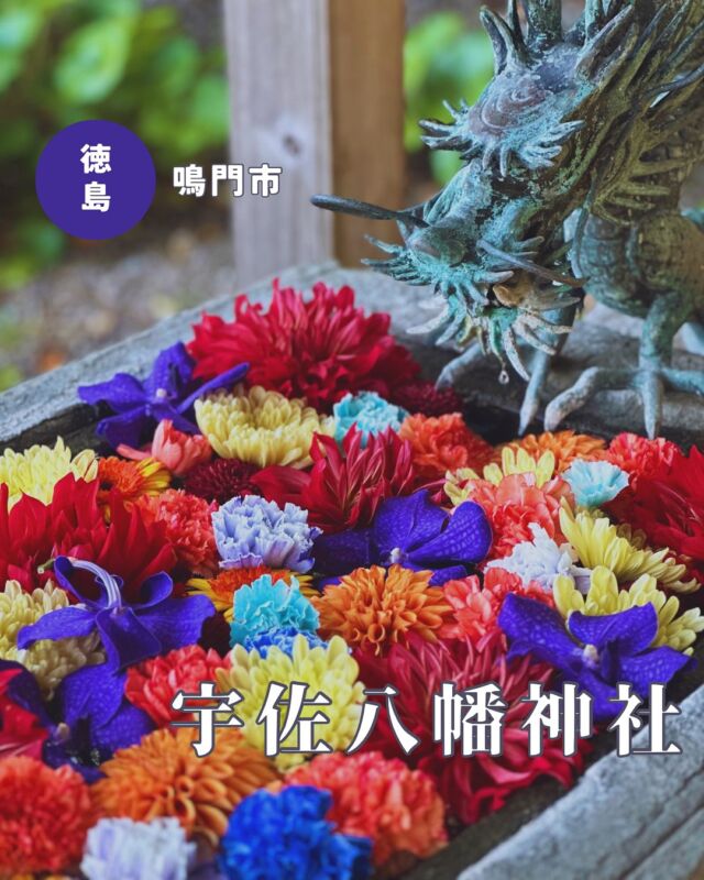 【徳島県鳴門市】宇佐八幡神社の花手水💐
📷2025/05/02
今日は子供の日なので宇佐八幡神社の「端午の節句奉祝花手水」を💁‍♀️
紫やブルー、赤、オレンジなどビビッドカラーが素敵でした✨
センターの金太郎さんもかわいい😍
▶︎設置期間は1週間ほどとのこと、気温が高くなってきて傷むのも早そうなのでお早目に💦
▶︎pic9〜　花手水だけでなく、拝殿前や拝殿の中にも子供の日の飾りがたくさんあります
︎⬜︎⬜︎⬜︎⬜︎⬜︎⬜︎⬜︎⬜︎⬜︎⬜︎
📍宇佐八幡神社
〒772-0001
徳島県鳴門市撫養町黒崎八幡130
🚗駐車場あり、無料
⏰24時間🆗
⬜︎⬜︎⬜︎⬜︎⬜︎⬜︎⬜︎⬜︎⬜︎⬜︎
#宇佐八幡神社 #徳島神社 #徳島御朱印 #四国神社 #徳島 #徳島県 #鳴門市 #花手水 #徳島花手水 #端午の節句