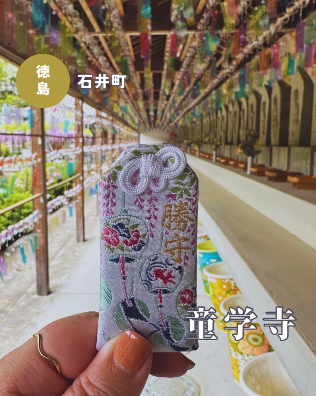 【徳島県石井町】童学寺の「まけまけ風鈴まつり」
📷2025/04/22
ちょっと遡って童学寺の風鈴を💁‍♀️
2021年からはじまり、毎年恒例になってきた「まけまけ風鈴まつり」
4月になると境内の藤棚の奥にあるお砂踏み回廊にたくさんの風鈴が吊るされます
▶︎最初は400個からスタートし、pic7 お砂踏み回廊をはみ出してついにびんずるさんのとこまで風鈴が侵食してきました😂
童学寺は風鈴10000個を目指していて、昨年のあわわの記事では約4000個となっていたので順調に増えてますね🎐
この風鈴はすべて参拝者が奉納したもので、回廊に風鈴が置いてあるので誰でもその場で奉納できます➡️志納料は大700円、小600円だったはず…🤔
▶︎pic1・8藤と風鈴、童学寺を象徴する風景が描かれた「勝守」がひっそりと頒布されていました
私が拝受したのは白？薄い水色？ですが、納経所には藤色もありましたよ🙆‍♀️
💴勝守:800円
︎⬜︎⬜︎⬜︎⬜︎⬜︎⬜︎⬜︎⬜︎⬜︎
📍東明山童学寺
〒779-3232
徳島県名西郡石井町石井城ノ内605
🚗駐車場あり、無料
💴拝観無料
📅まけまけ風鈴まつり:8月31日まで
︎⬜︎⬜︎⬜︎⬜︎⬜︎⬜︎⬜︎⬜︎⬜︎
#童学寺 #風鈴まつり #風鈴祭り #別格二十霊場 #徳島県 #徳島観光 #徳島旅行 #四国 #お寺めぐり