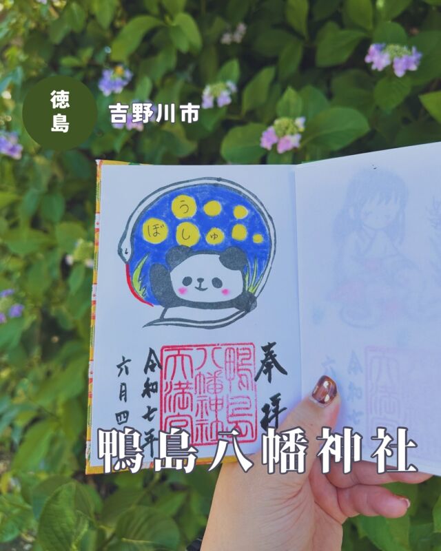 【徳島県吉野川市】鴨島八幡神社の御朱印🆕
📷2025/05/22・06/04
鴨島八幡神社さんで現在いただける御朱印はこちら💁‍♀️
立夏➡️6月15日まで　
小満➡️6月27日まで
芒種➡️たぶん6月27日まで
万博➡️10月13日まで ※現在は書き置きのみ
誕生日御朱印➡️このデザインは12月31日まで
誕生日御朱印は誕生日当日じゃなくても書き入れ🆗で、自分以外に家族やペット、推しの誕生日でも🆗です🙆‍♀️
⚠️現在は御朱印の郵送対応はしていません🙅‍♀️
▶︎紫陽花が咲き始めていました✨
境内に新しくコキアが植えられていて、秋が楽しみです☺️
︎⬜︎⬜︎⬜︎⬜︎⬜︎⬜︎⬜︎⬜︎⬜︎
📍鴨島八幡神社
〒776-0010
徳島県吉野川市鴨島町鴨島237-2
🚗駐車場あり、無料
⏰9:30〜15:00　
※対応不可日時は公式インスタをチェック
💴御朱印初穂料
通常サイズ:400円
見開きサイズ:700円
⬜︎⬜︎⬜︎⬜︎⬜︎⬜︎⬜︎⬜︎⬜︎⬜︎
#鴨島八幡神社 #徳島御朱印 #四国御朱印 #徳島神社 #徳島神社巡り #四国神社 #徳島 #徳島県 #鴨島 #誕生日御朱印